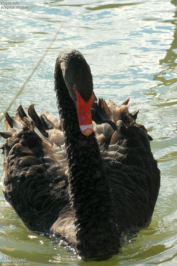 Cygne noir femelle