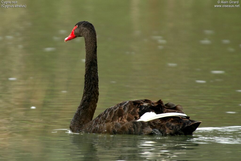 Cygne noir femelle