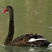 Black Swan