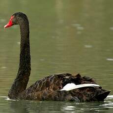 Cygne noir