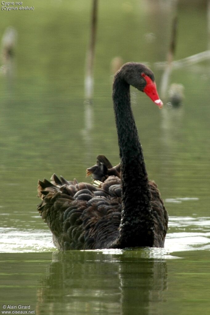 Cygne noir femelle