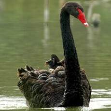 Cygne noir