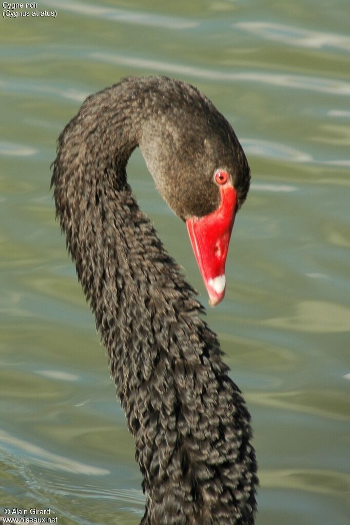 Cygne noir femelle