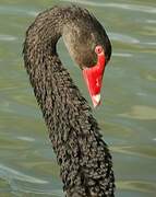 Black Swan