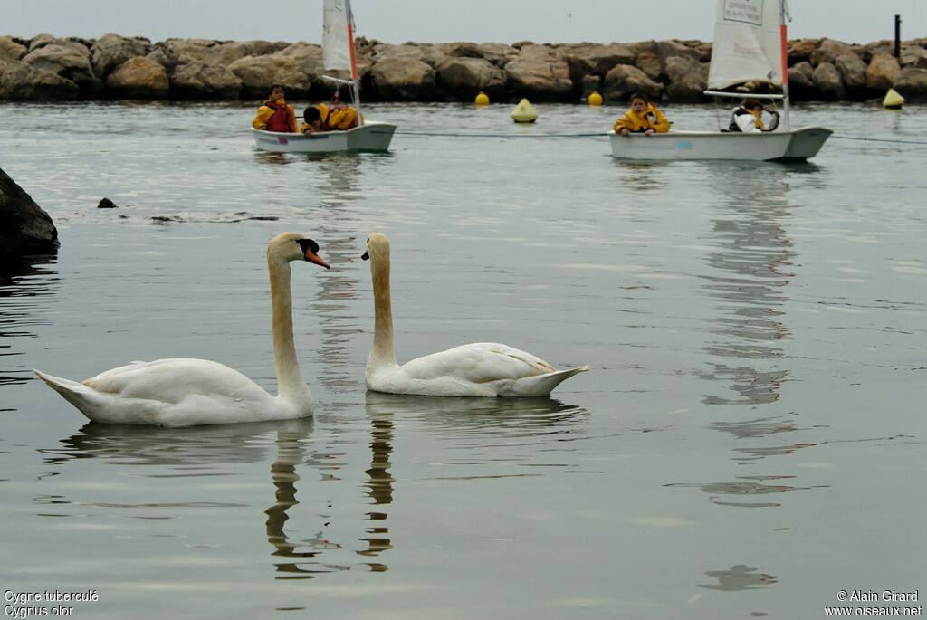 Mute Swan 