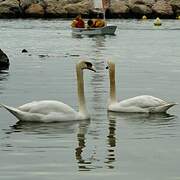 Cygne tuberculé