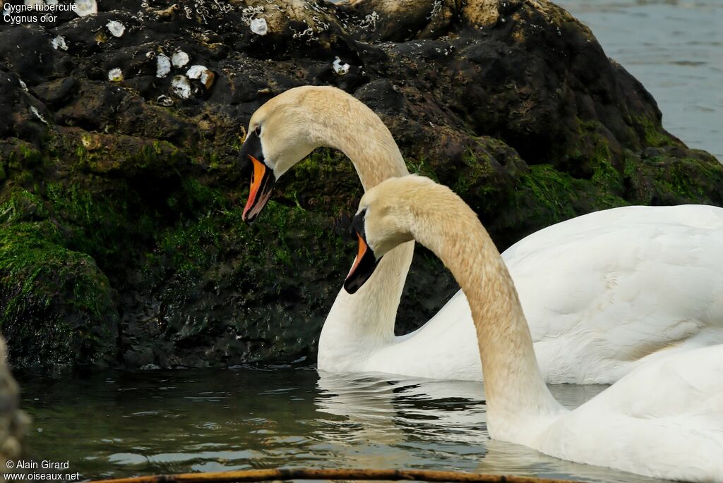 Cygne tuberculé 