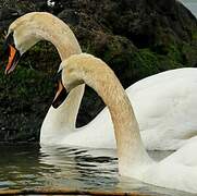 Cygne tuberculé