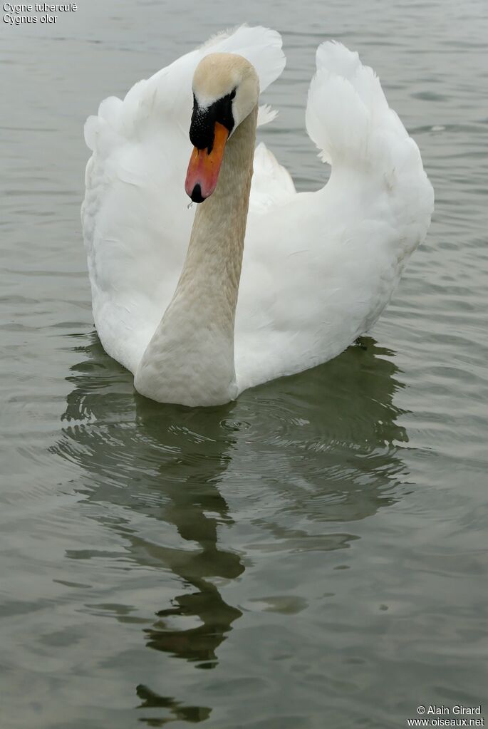 Mute Swan