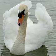 Cygne tuberculé