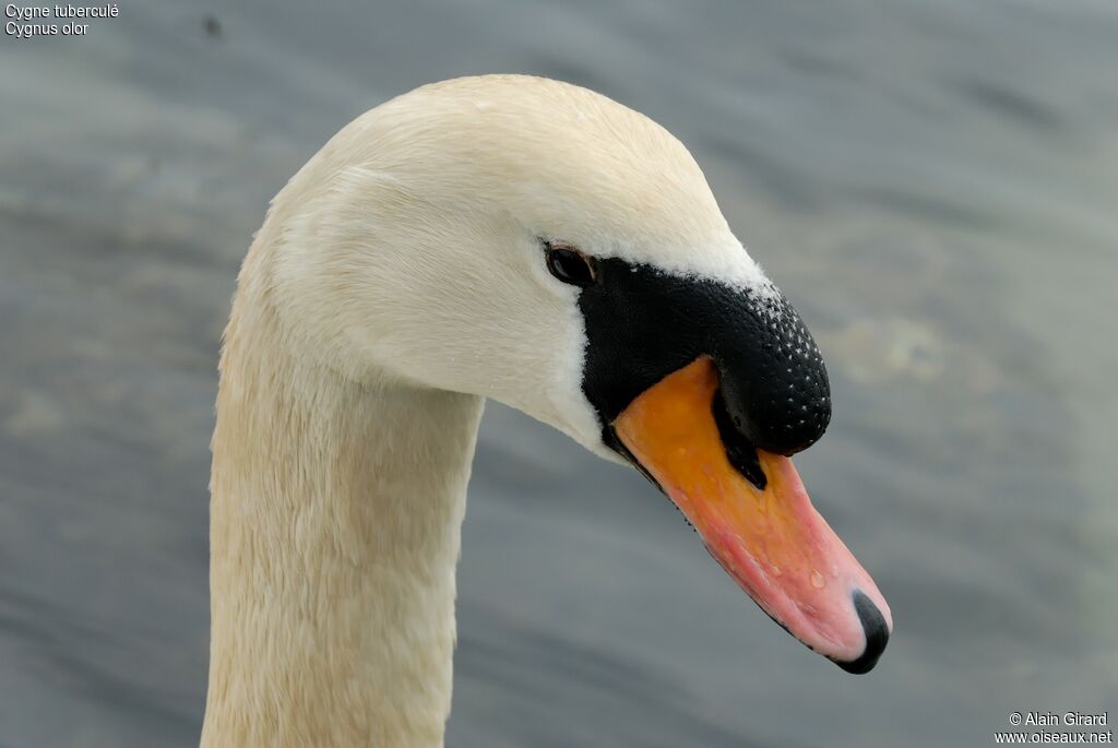 Mute Swan