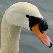 Cygne tuberculé