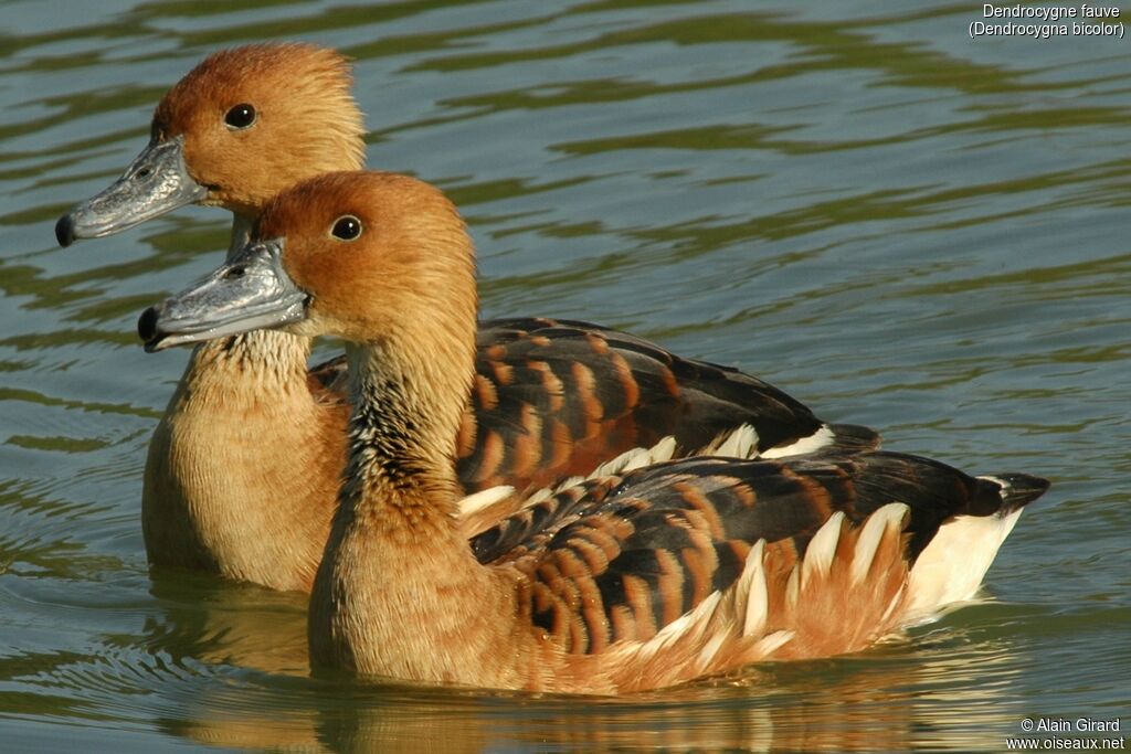 Dendrocygne fauve