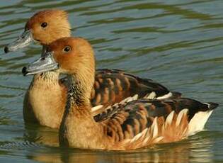 Dendrocygne fauve