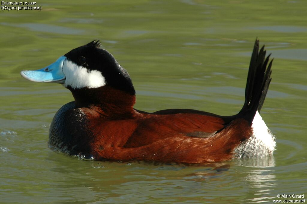 Érismature rousse mâle