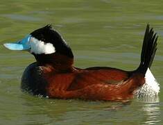 Ruddy Duck