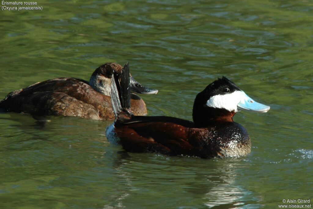 Ruddy Duck 