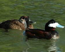 Ruddy Duck