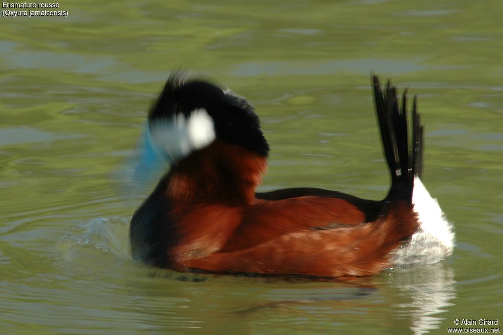 Ruddy Duck male