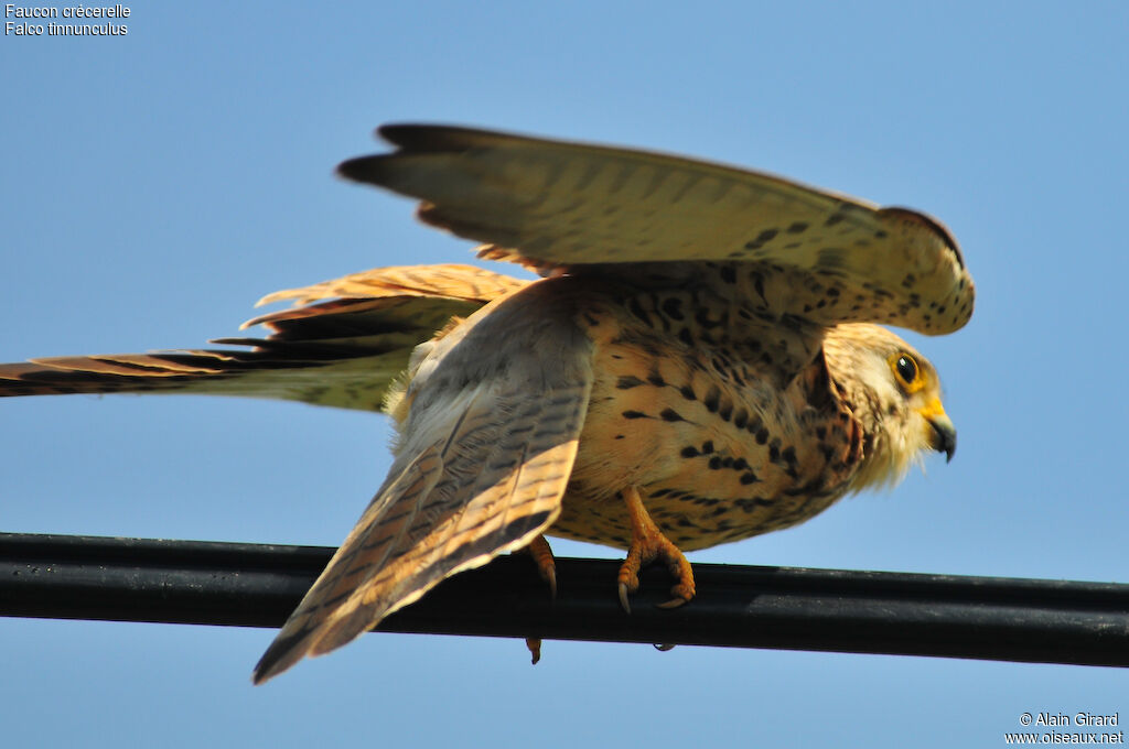 Common Kestrel