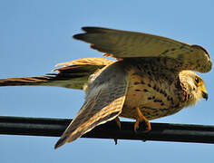 Common Kestrel