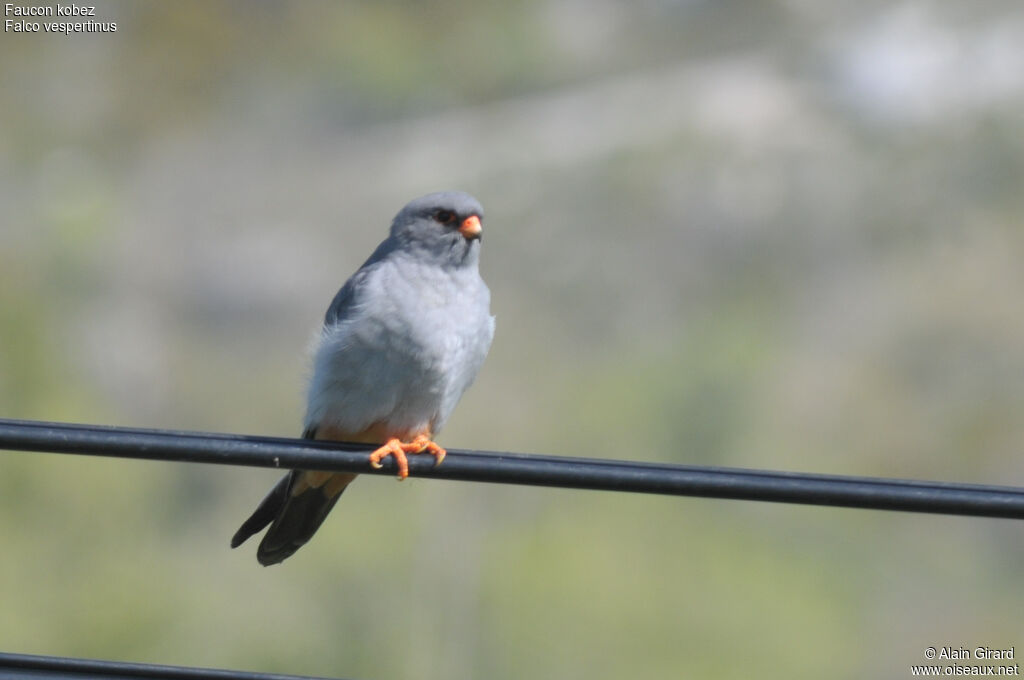 Red-footed Falcon male