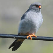 Red-footed Falcon