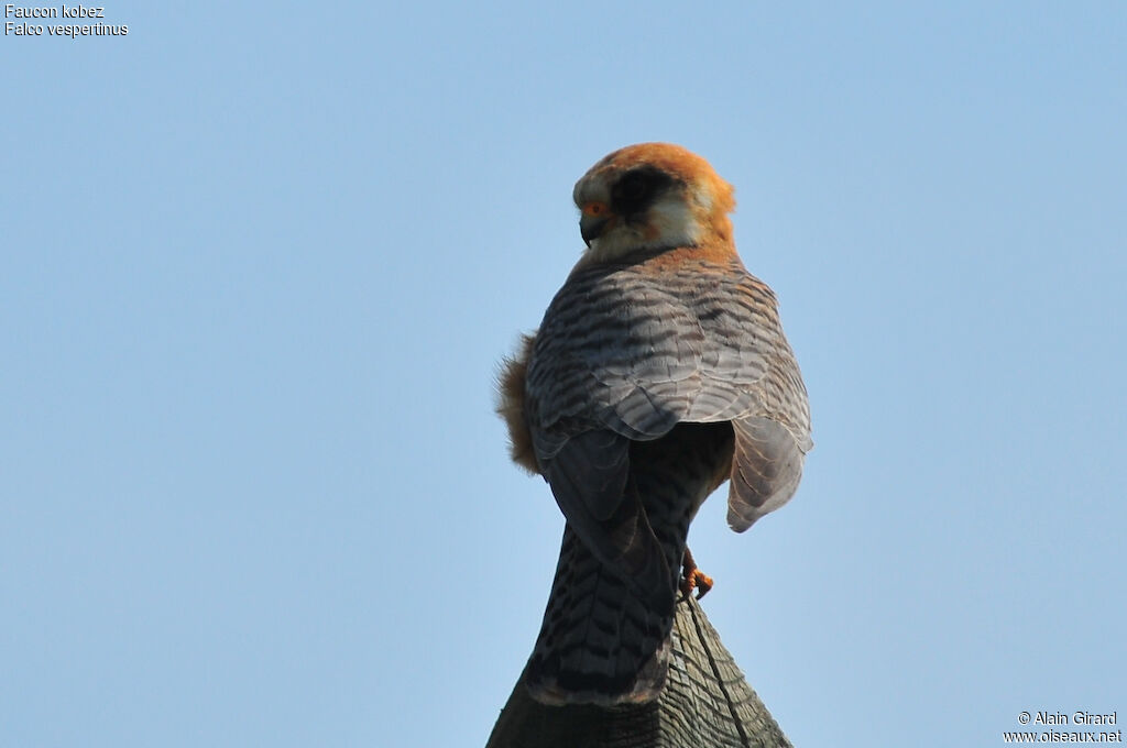 Red-footed Falcon