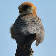 Red-footed Falcon