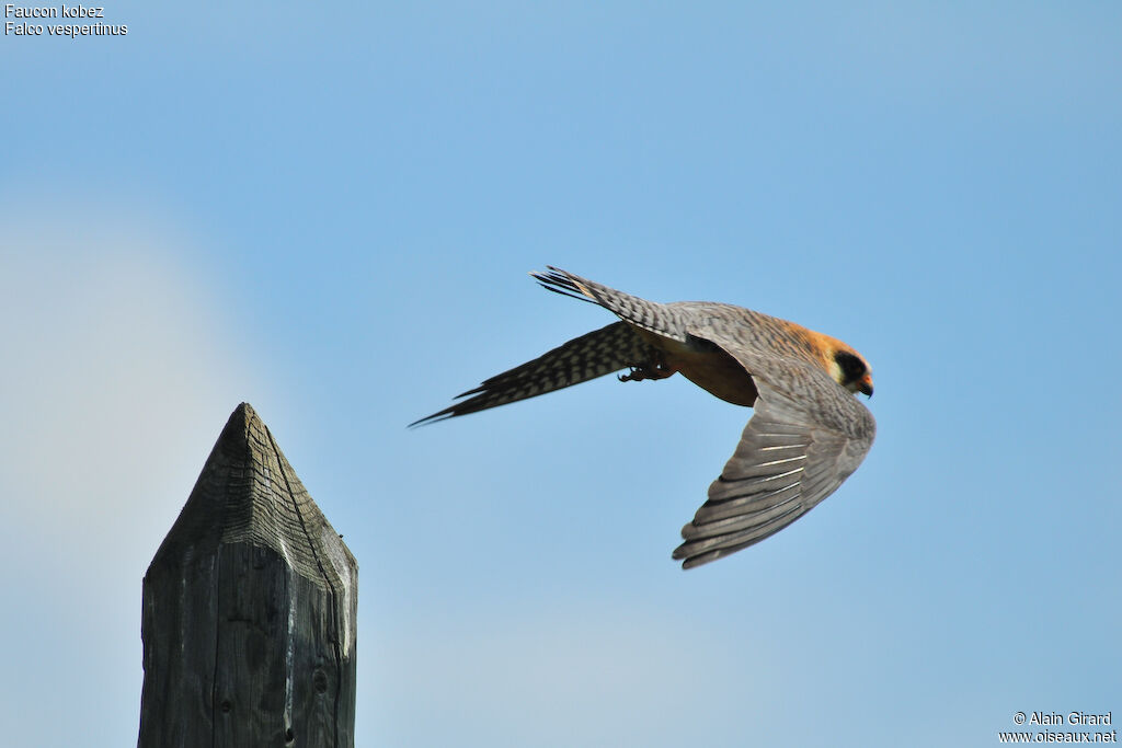 Red-footed Falcon