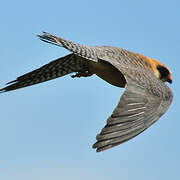 Red-footed Falcon