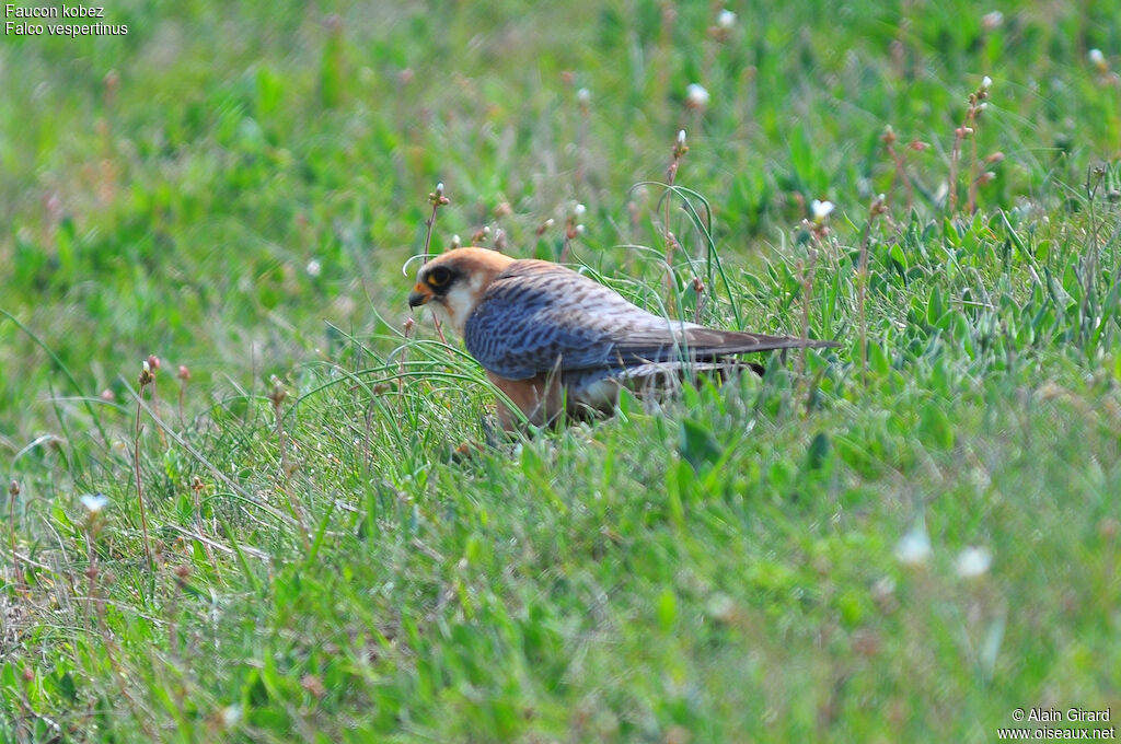 Red-footed Falcon