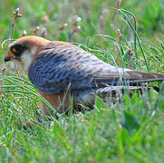 Red-footed Falcon