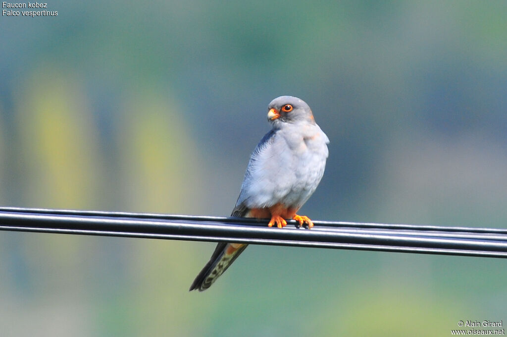 Red-footed Falcon male