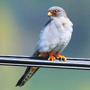 Red-footed Falcon