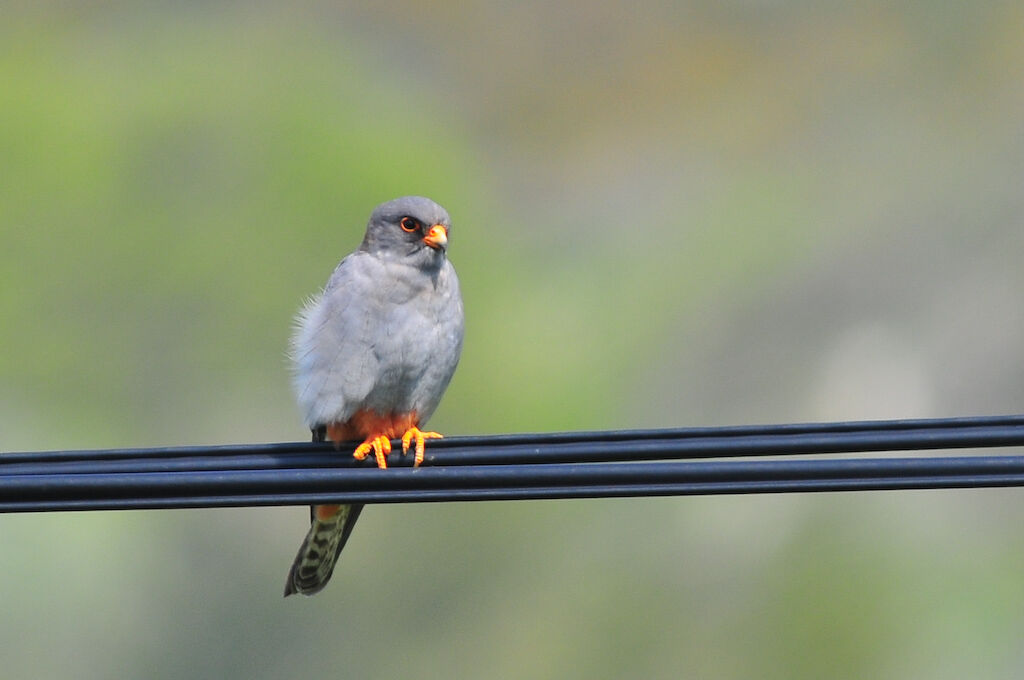 Red-footed Falcon