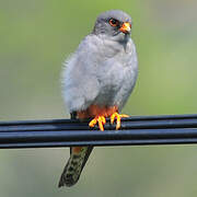 Red-footed Falcon