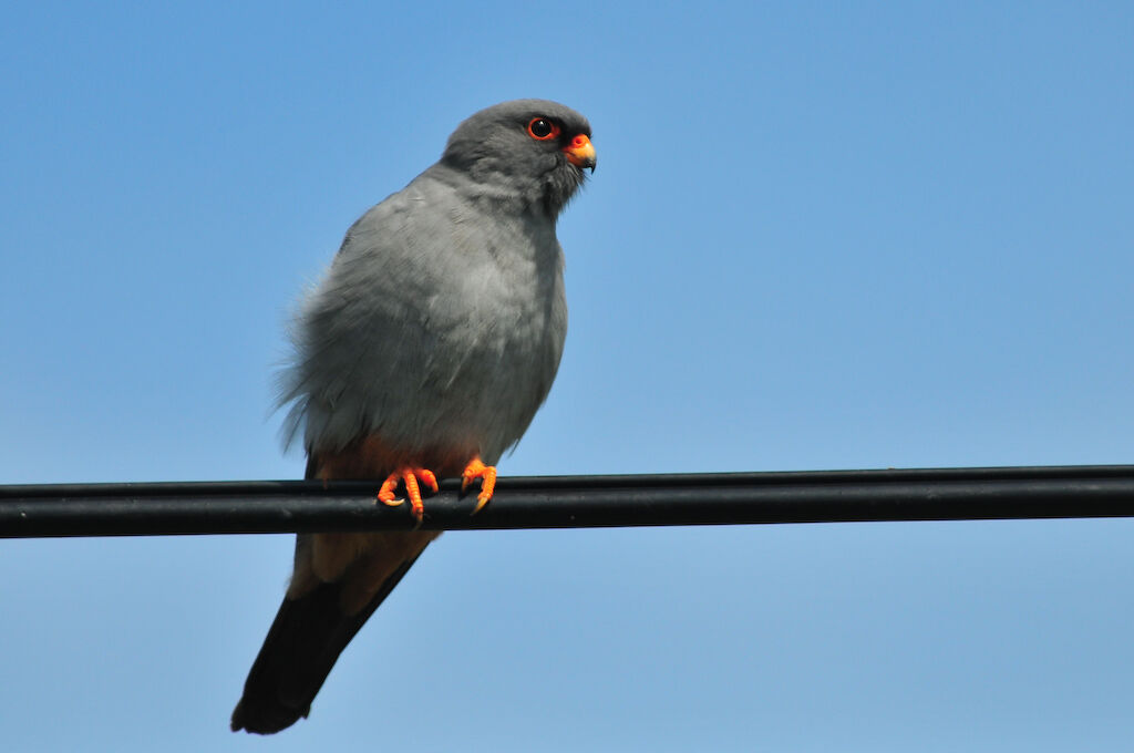 Red-footed Falcon