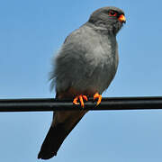 Red-footed Falcon