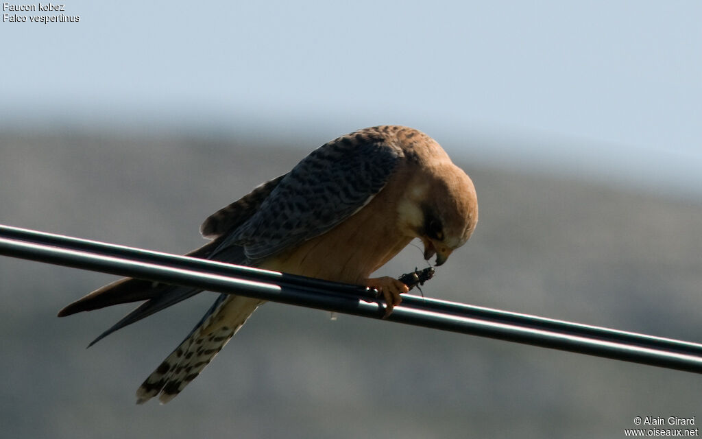 Red-footed Falcon female