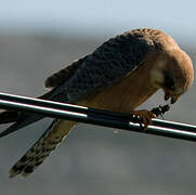 Red-footed Falcon