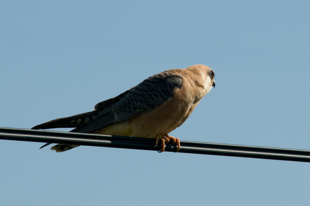 Red-footed Falcon