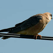 Red-footed Falcon