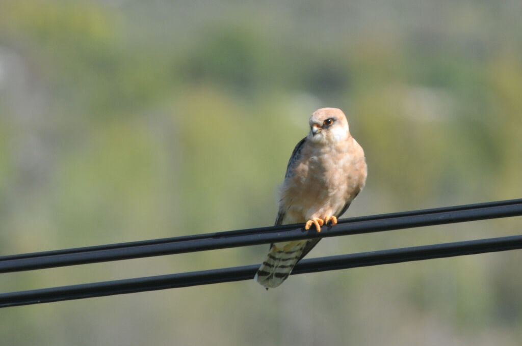 Red-footed Falcon