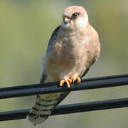 Red-footed Falcon