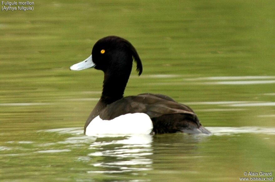 Tufted Duck male