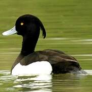 Tufted Duck