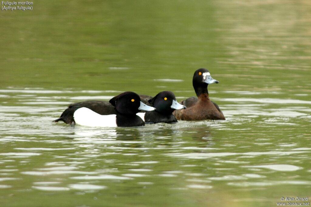 Tufted Duck 