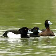 Tufted Duck