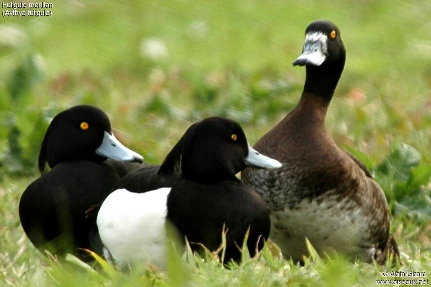 Tufted Duck 